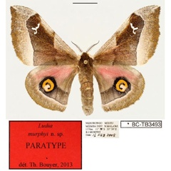 /filer/webapps/moths/media/images/M/murphyi_Ludia_PT_RBINS_01.jpg