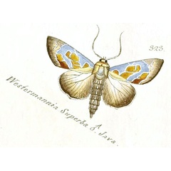 /filer/webapps/moths/media/images/S/superba_Westermannia_HT_Hubner_323.jpg