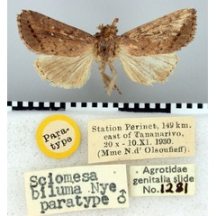 /filer/webapps/moths/media/images/B/biluma_Sciomesa_PT_BMNH.jpg