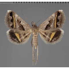 /filer/webapps/moths/media/images/C/circumdata_Acantholipes_AF_Fiebig.jpg