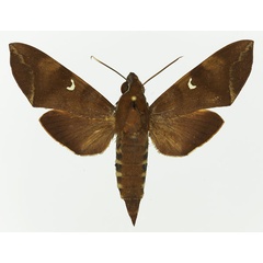 /filer/webapps/moths/media/images/C/charoba_Nephele_AF_Basquin_01a.jpg