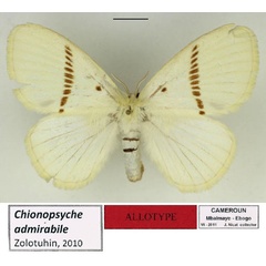 /filer/webapps/moths/media/images/A/admirabile_Chionopsyche_NAT_Basquin.jpg