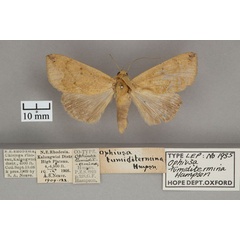 /filer/webapps/moths/media/images/T/tumiditermina_Ophiusa_PTF_OUMNH_01.jpg