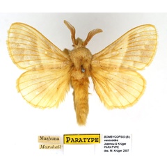 /filer/webapps/moths/media/images/V/venosoides_Bombycopsis_PTM_SNHM_01.jpg