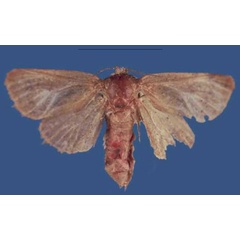 /filer/webapps/moths/media/images/O/olarinyiroensis_Lichterfeldia_HT_NMK.jpg