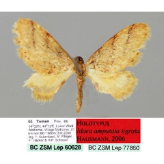 /filer/webapps/moths/media/images/T/tigrata_Idaea_HT_ZSM_01.jpg