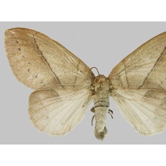 /filer/webapps/moths/media/images/M/montibia_Philotherma_AF_RMBH.jpg