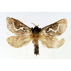 /filer/webapps/moths/media/images/C/crudeni_Eudalaca_AM_TMSA_02.jpg