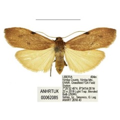 /filer/webapps/moths/media/images/D/duplicata_Acanthosia_AM_ANHRT_02.jpg