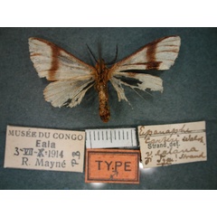 /filer/webapps/moths/media/images/E/ealana_Epanaphe_HT_RMCA_02.jpg