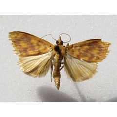 /filer/webapps/moths/media/images/O/olesialis_Pioneabathra_A_Goff_02.jpg