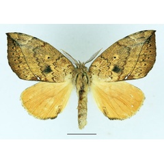 /filer/webapps/moths/media/images/O/ogovensis_Paratrotonotus_AM_Basquin.jpg