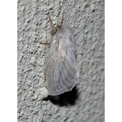 /filer/webapps/moths/media/images/P/perobliqua_Beralade_A_Roland_01.jpg