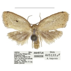 /filer/webapps/moths/media/images/W/wologizi_Spatulosia_HT_ANHRT.jpg