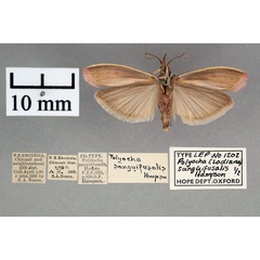 /filer/webapps/moths/media/images/S/sanguifusalis_Polyocha_ST_OUMNH_02.jpg