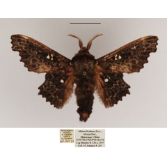 /filer/webapps/moths/media/images/E/excavata_Mimopacha_AM_TMSA.jpg