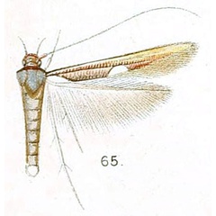 /filer/webapps/moths/media/images/M/muricicoma_Zaratha_HT_Walsingham_6-65.jpg