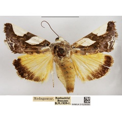 /filer/webapps/moths/media/images/P/pauliani_Acontia_AF_NHMUK.jpg