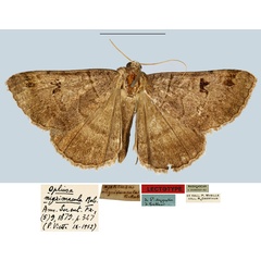 /filer/webapps/moths/media/images/N/nigrimacula_Ophiusa_LT_MNHN.jpg