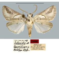 /filer/webapps/moths/media/images/L/laurentica_Selenistis_HT_MNHN.jpg