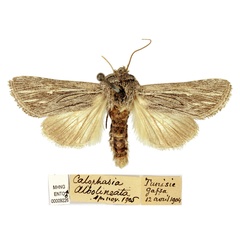 /filer/webapps/moths/media/images/A/albolineata_Calophasia_HT_MHNG.jpg