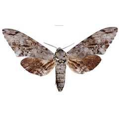 /filer/webapps/moths/media/images/J/joannoui_Macropoliana_AT_SMCRa.jpg