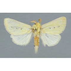 /filer/webapps/moths/media/images/T/trimacula_Antheua_AM_RMCA.jpg