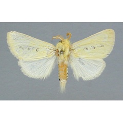 /filer/webapps/moths/media/images/T/trimacula_Antheua_AM_RMCA.jpg