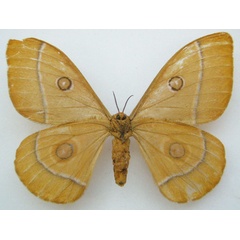 /filer/webapps/moths/media/images/T/thyene_Antheraea_HT_NHMUKb.jpg