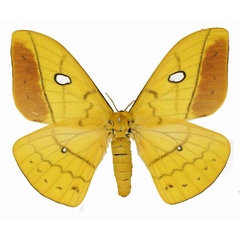 /filer/webapps/moths/media/images/V/variabile_Maltagora_AF_Basquin_02.jpg