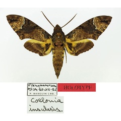 /filer/webapps/moths/media/images/I/insularis_Coelonia_HT_Basquin.jpg