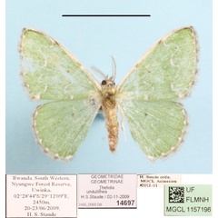/filer/webapps/moths/media/images/U/undulilinea_Thetidia_A_MGCLa_01.JPG