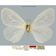 /filer/webapps/moths/media/images/T/translucida_Collenetema_AT_MNHN.jpg