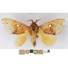 /filer/webapps/moths/media/images/G/guttata_Pachymeta_HT_NHMUK_UbQAfOs.jpg