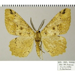 /filer/webapps/moths/media/images/S/smithi_Colocleora_AM_ZSMa.jpg