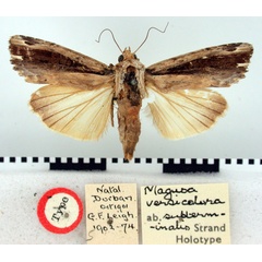 /filer/webapps/moths/media/images/S/subterminalis_Magusa_HT_BMNH.jpg