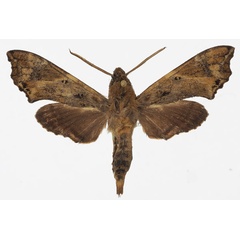 /filer/webapps/moths/media/images/N/neodentata_Temnora_AM_Basquina.jpg