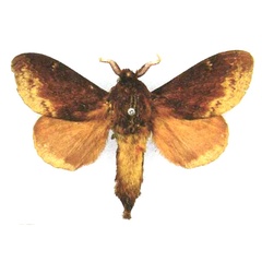 /filer/webapps/moths/media/images/F/ferruginea_Eutricha_NT_SNHM.jpg