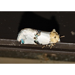 /filer/webapps/moths/media/images/C/cyanofascia_Euterpiodes_A_Roland_01.jpg
