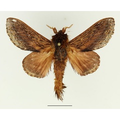 /filer/webapps/moths/media/images/M/morosa_Eutricha_AM_Basquin_01.jpg