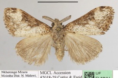 Dasychira violacea