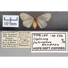 /filer/webapps/moths/media/images/F/fulvicolora_Leptaroa_STF_OUMNH_02.jpg