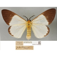 /filer/webapps/moths/media/images/A/antsianakana_Coenostegia_PLTF_BMNH_02.jpg