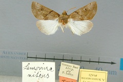 Lamorina nitens