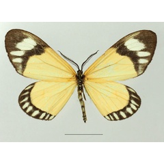 /filer/webapps/moths/media/images/V/variabilis_Cartaletis_AM_Basquina.jpg