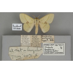 /filer/webapps/moths/media/images/L/lambourni_Trabala_HTM_OUMNHa_01.jpg