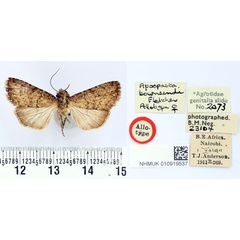 /filer/webapps/moths/media/images/T/townsendi_Apospasta_AT_BMNH.jpg