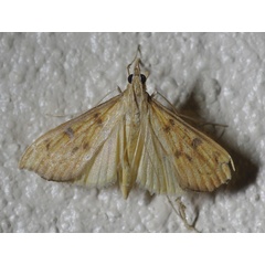 /filer/webapps/moths/media/images/C/catalaunalis_Antigastra_A_Simon.jpg