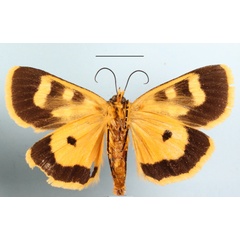 /filer/webapps/moths/media/images/M/menete_Mitrophrys_A_MGCLb_01.JPG