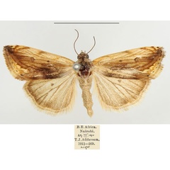 /filer/webapps/moths/media/images/T/torrefacta_Acontia_AM_BMNH.jpg